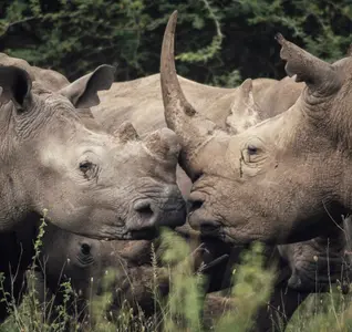 rhinos touching noses