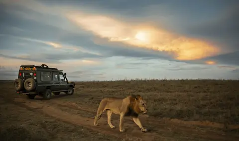 lion near a safari ranger