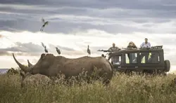 rhino near a safari ranger
