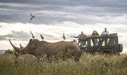 rhino near a safari ranger