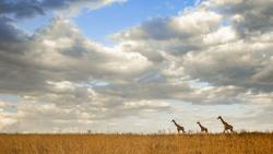 giraffe in the bush