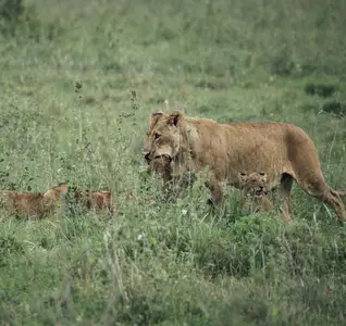 lioness and her cubs