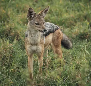 fox