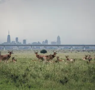 Coke's hartebeest