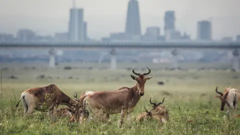 late arrival safari offer