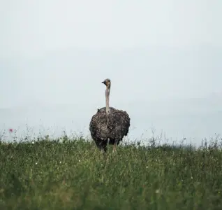 ostrich in a field