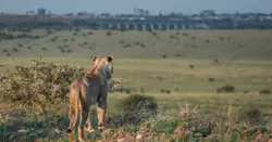 safari lodges near nairobi