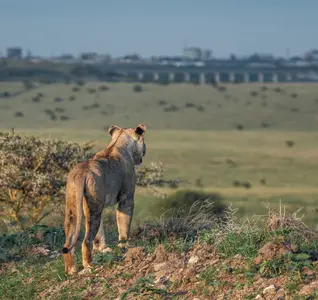 nairobi national park safari prices