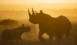 rhino and calf in the bush