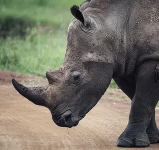 black rhino