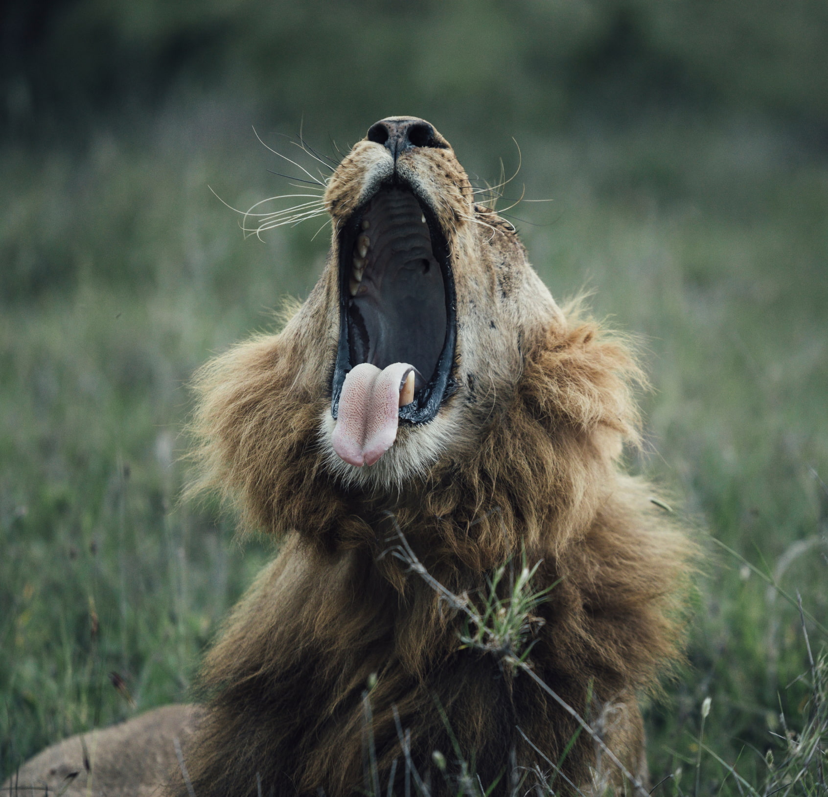 safari lodges near nairobi